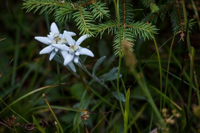 Flora